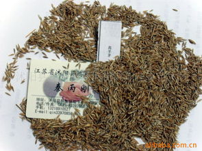 沭陽(yáng)縣新河鎮(zhèn)新河街鴻翔花卉苗木場(chǎng)花卉種子與種苗產(chǎn)品列表及種植指南